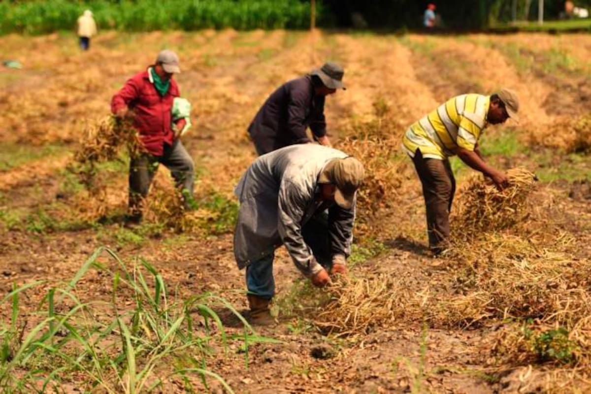 Pequeños productores y familias campesinas podrán recuperar su vida crediticia con proyecto de Ley de ‘borrón y cuenta nueva’