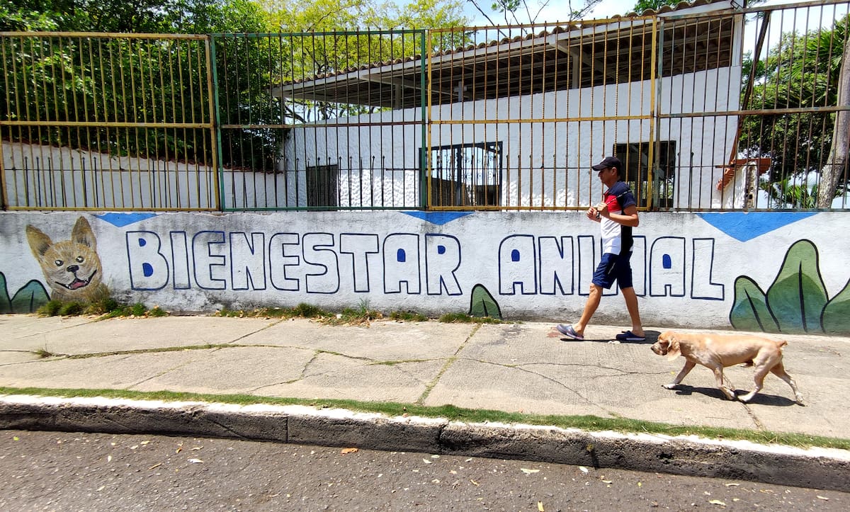 En la Unidad de Bienestar Animal de Bucaramanga se atienden perros y gatos en estado de maltrato y abandono.
