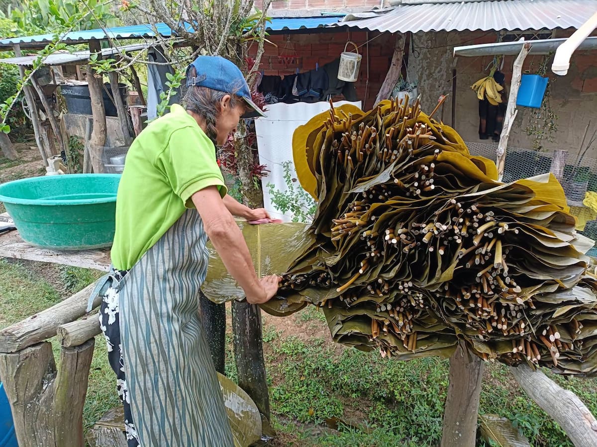 Una mujer trabaja en la selección y preparación de hojas de bijao, utilizadas tradicionalmente para envolver el bocadillo veleño. Las hojas se apilan mientras son manipuladas y acondicionadas para su posterior uso en la producción del dulce. Foto: Nelson Yamit Soledad Siza