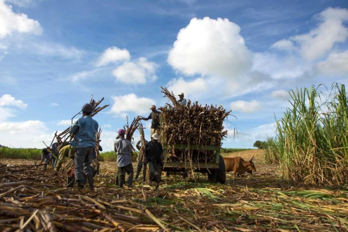 En el país se tienen sembradas caña de azúcar y palma aceitera destinadas a la producción de biocombustibles. (Foto: Archivo / VANGUARDIA LIBERAL)