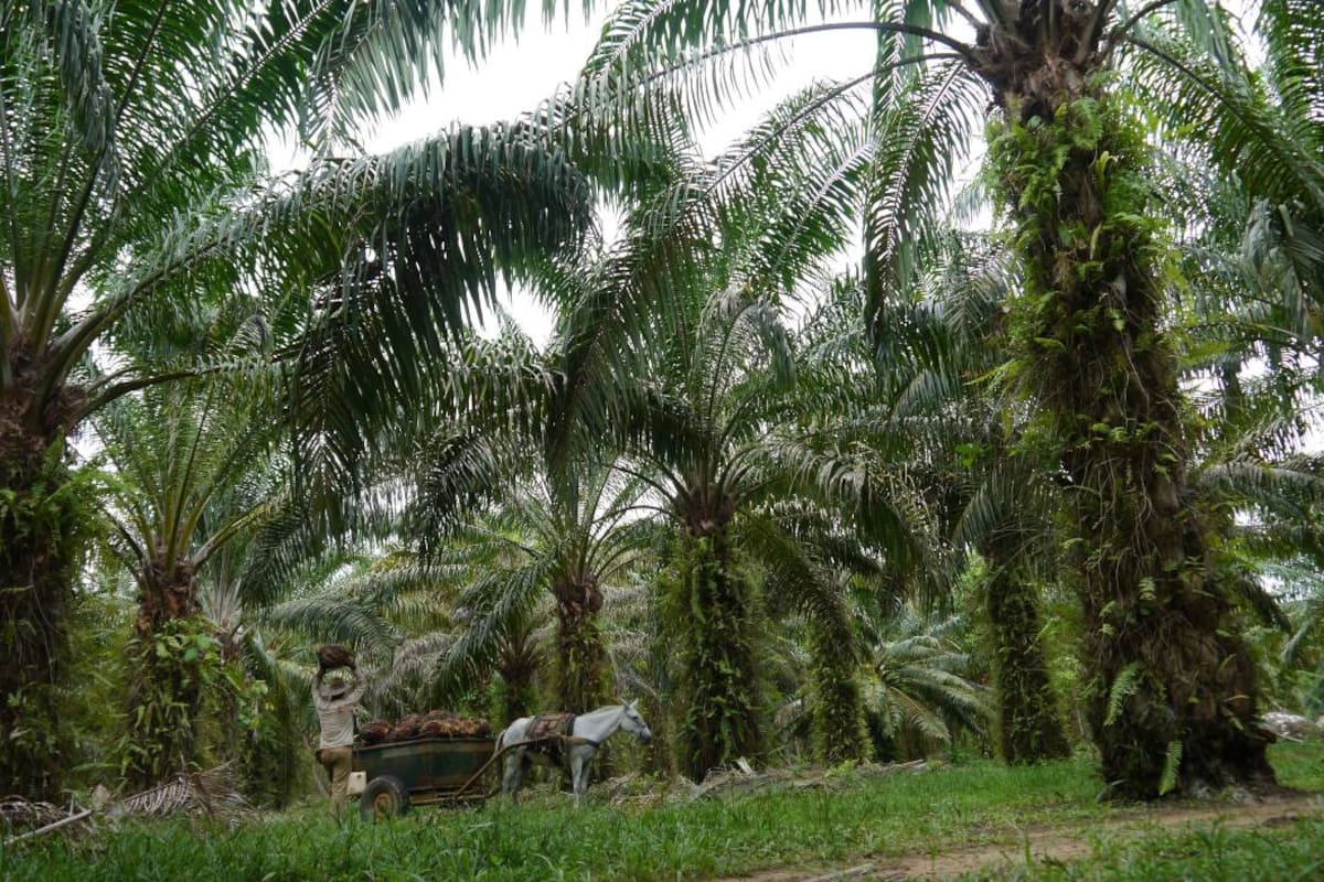Al cierre del 2017, en Colombia se llegaría al millón 500 mil toneladas de aceite de palma, de las cuales más del 40% hay que colocarlas en el mercado externo. (Foto: Archivo/VANGUARDIA LIBERAL)