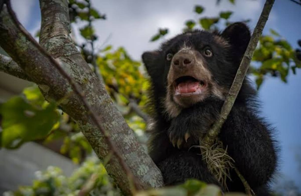 Bioparque Ukumarí esta pidiendo ayuda. FOTO: IG @BIOPARQUEUKUMARI