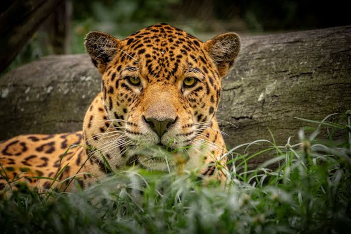 El Bioparque Ukumarí tiene más de 400 animales. Foto: IG @BIOPARQUEUKUMARI