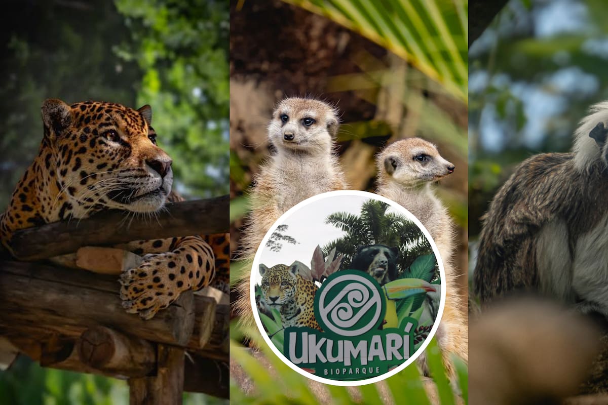 Animales del parque Ukumarí necesitan ayuda. Foto: Bioparque Ukumarí