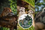 Bioparque Ukumarí pide ayuda para salvar a sus mas de 400 animales tras terremoto en Colombia