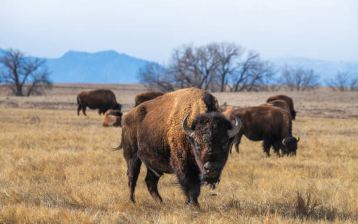 Un bisonte en Estados Unidos.