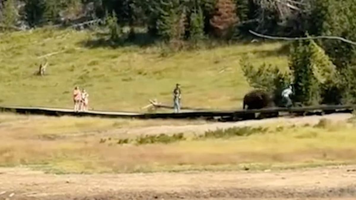 Un bisonte fue visto persiguiendo a un niño en un momento de infarto que fue presenciado por visitantes del Parque Nacional de Yellowstone después de que un grupo se acercó al animal salvaje.