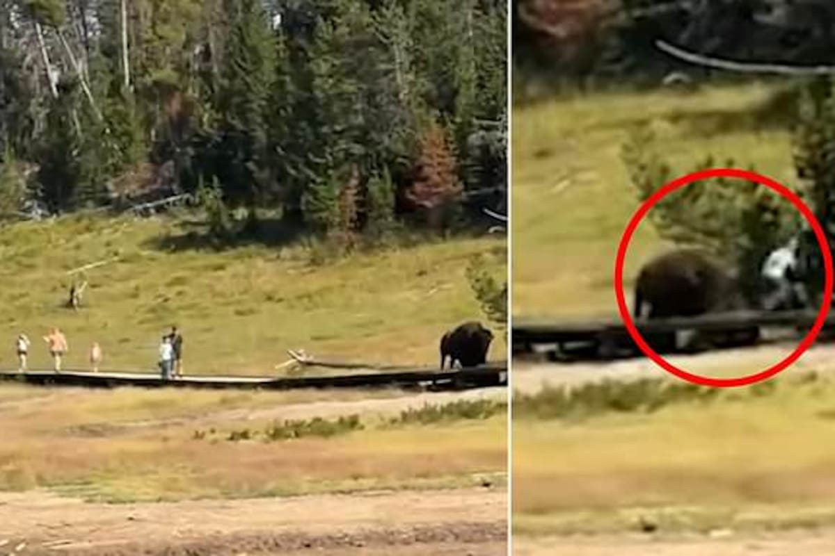 Niño sufre ataque después de que su familia caminara cerca de un bisonte en el Parque Nacional Yellowstone.