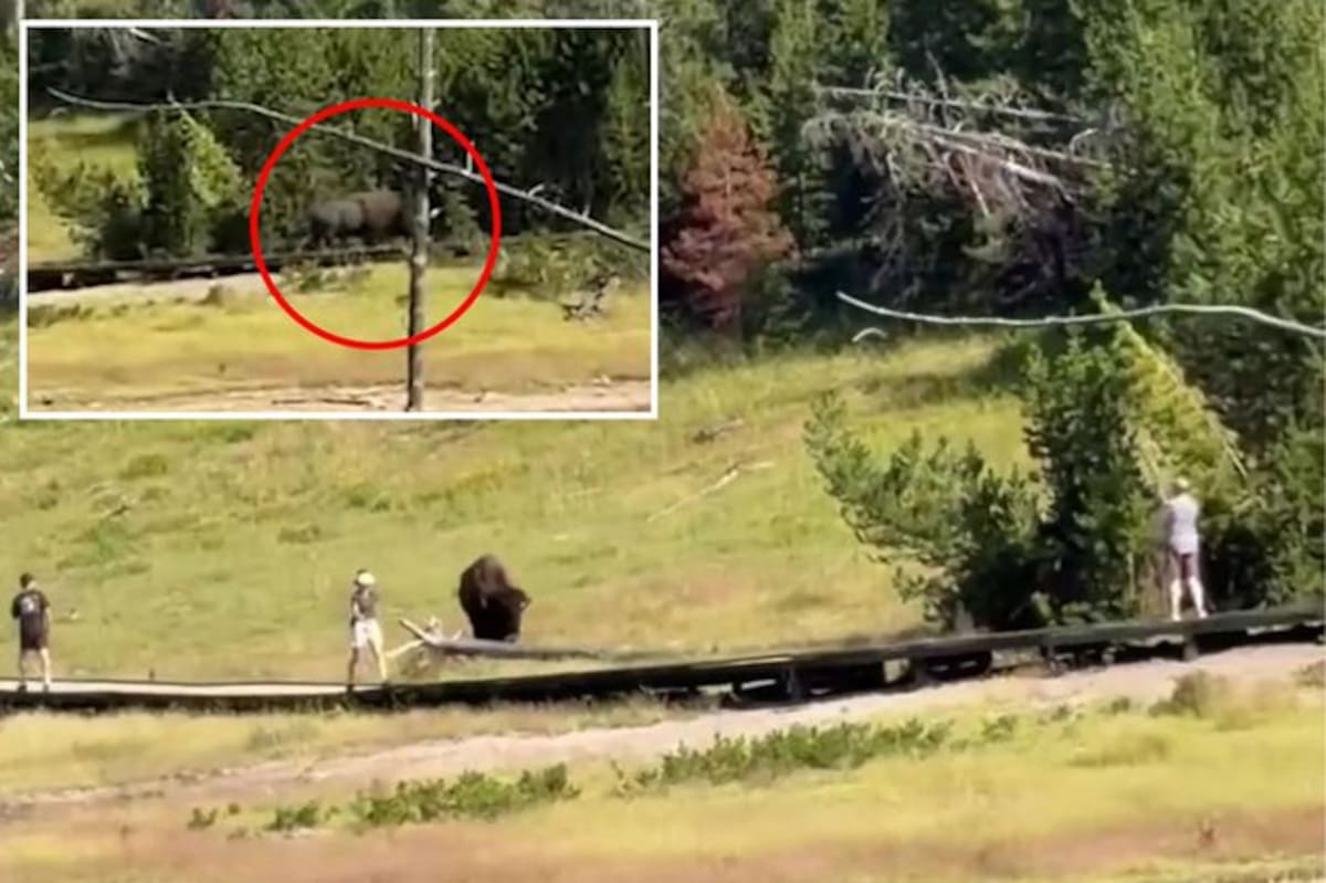 Encuentro aterrador entre un niño y un bisonte enfurecido en el Parque Nacional de Yellowstone en Estados Unidos.