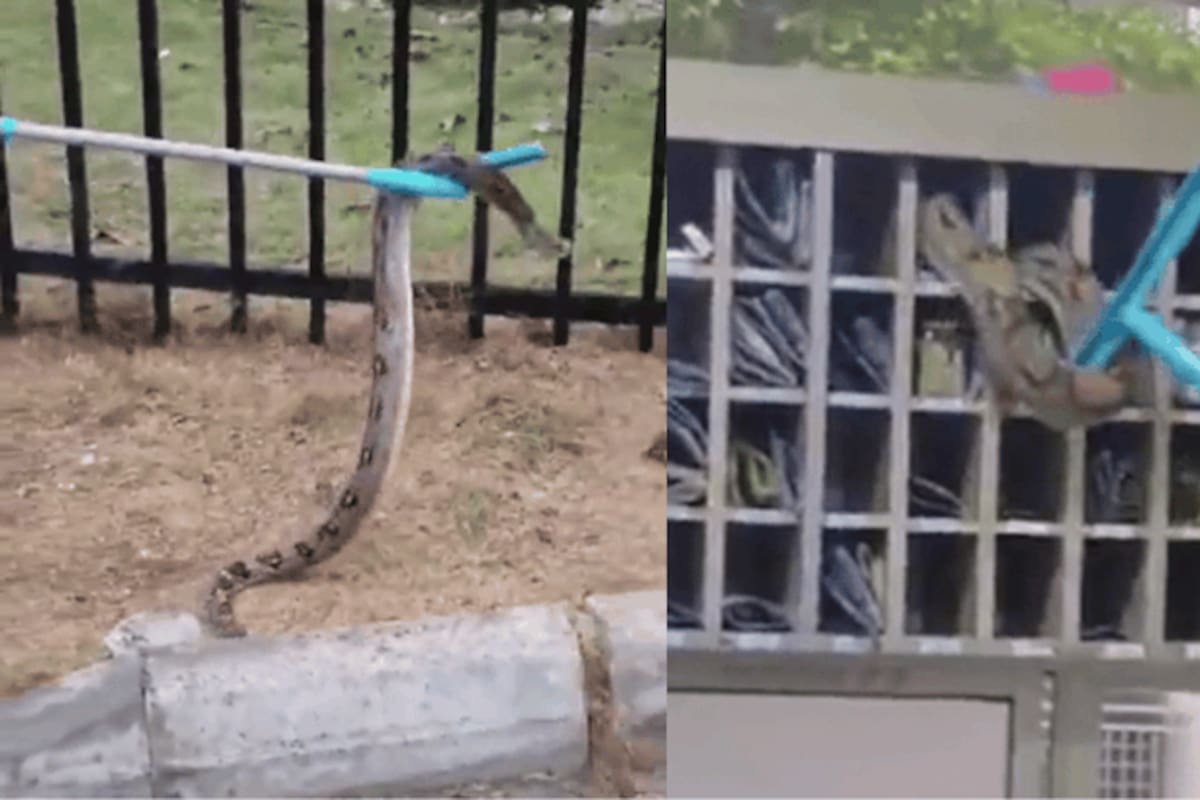 ¿Se imagina abrir el casillero de su edificio y encontrarse con esto? Pánico en un conjunto residencial de Barranquilla por la aparición de una enorme boa de casi dos metros.