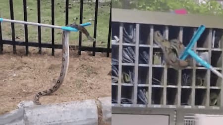 Pánico en Barranquilla: Hallan una boa de casi dos metros en el casillero de un conjunto residencial