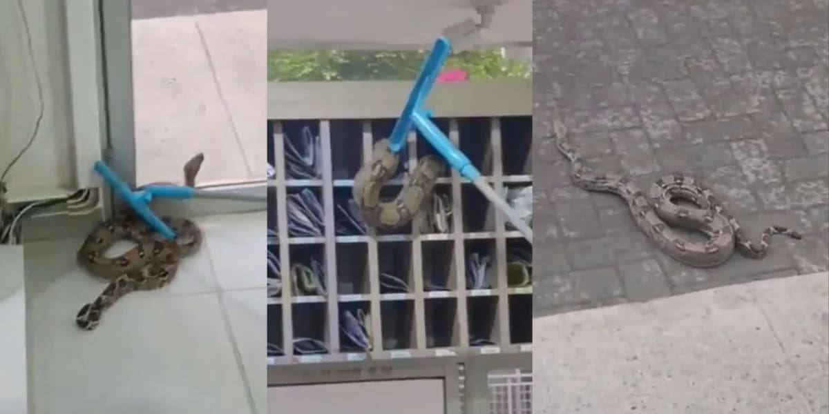 Momentos de tensión se vivieron en un edificio de Alameda del Río tras el hallazgo de una boa de 1,70 metros en la zona de casilleros. Autoridades rescataron al animal y entregan recomendaciones si se topa con uno.