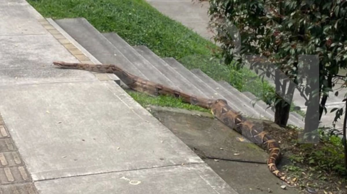 Una boa gigante aparece en conjunto residencial en Medellín en 2025 y señalan a famosa actriz de contenido para adultos.