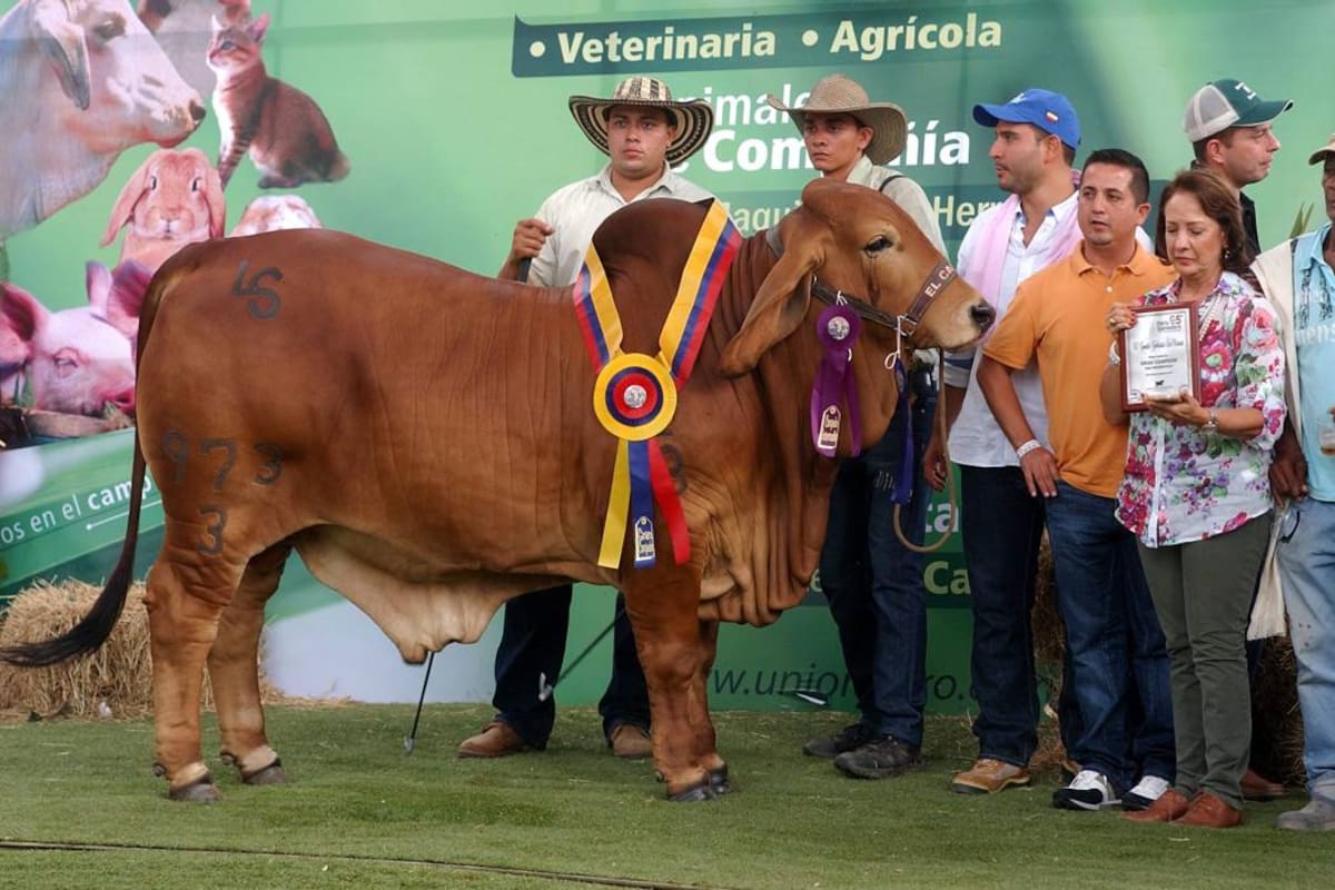 Mcr Jordan Fortaleza fue declarado Gran Campeón de la raza brahmán (gris) de la 65 Feria Ganadera de Bucaramanga. (Foto: Jaime del Río / VANGUARDIA LIBERAL)