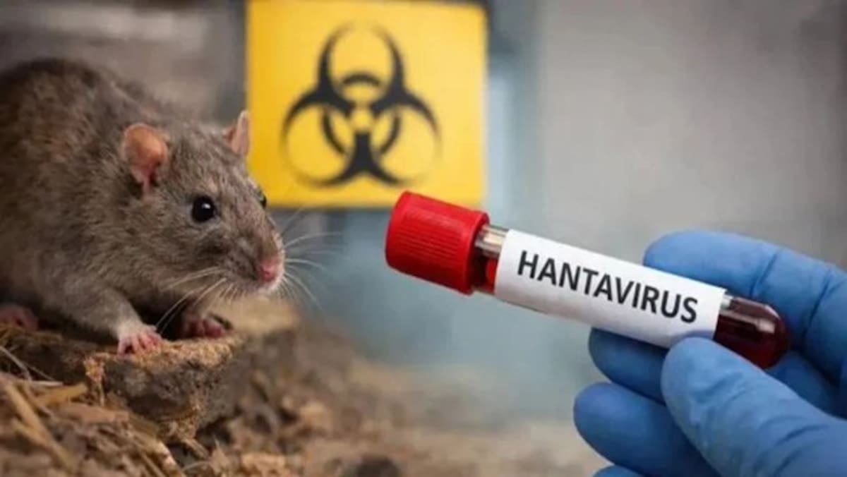El hantavirus, una cepa de virus transmitida por roedores que se vincula con la muerte de tres personas tras un presunto brote en un crucero que navegaba entre Argentina y Cabo Verde.