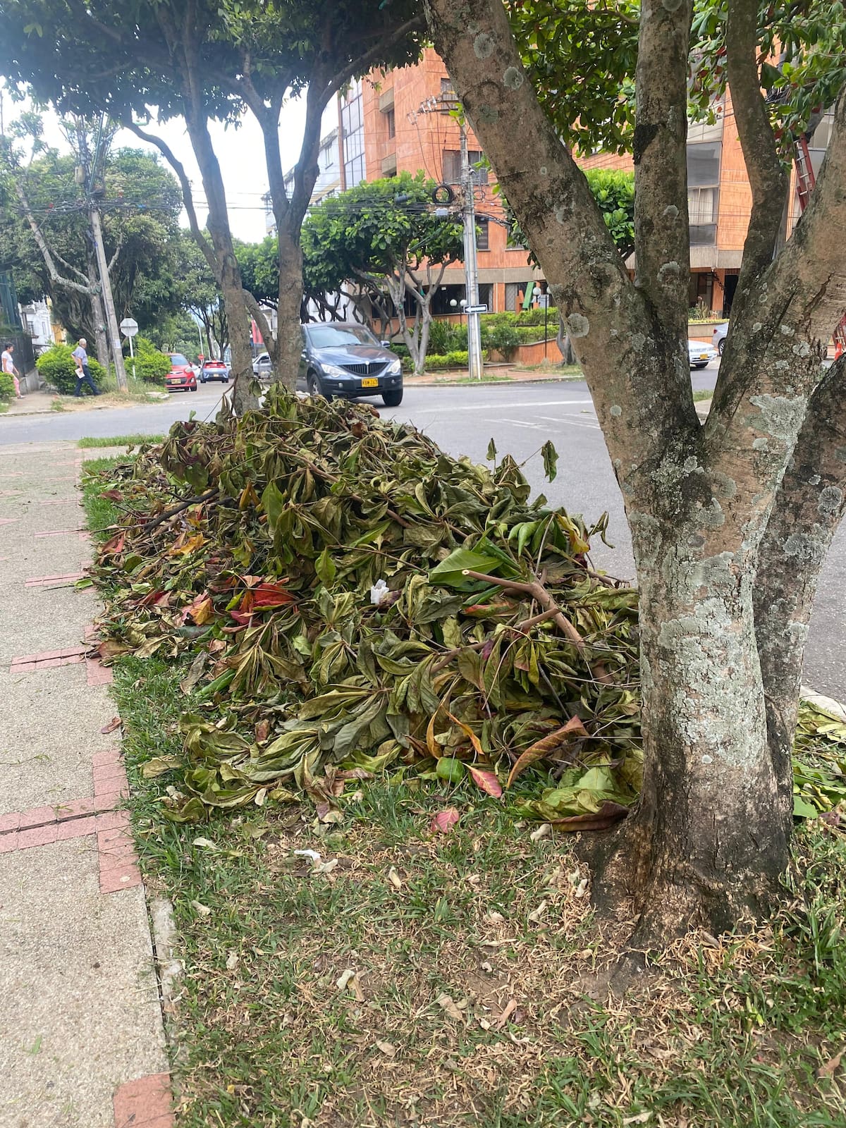 Poda sin limpieza: la denuncia de habitantes de Bolarquí. (Foto suministrada / VANGUARDIA)