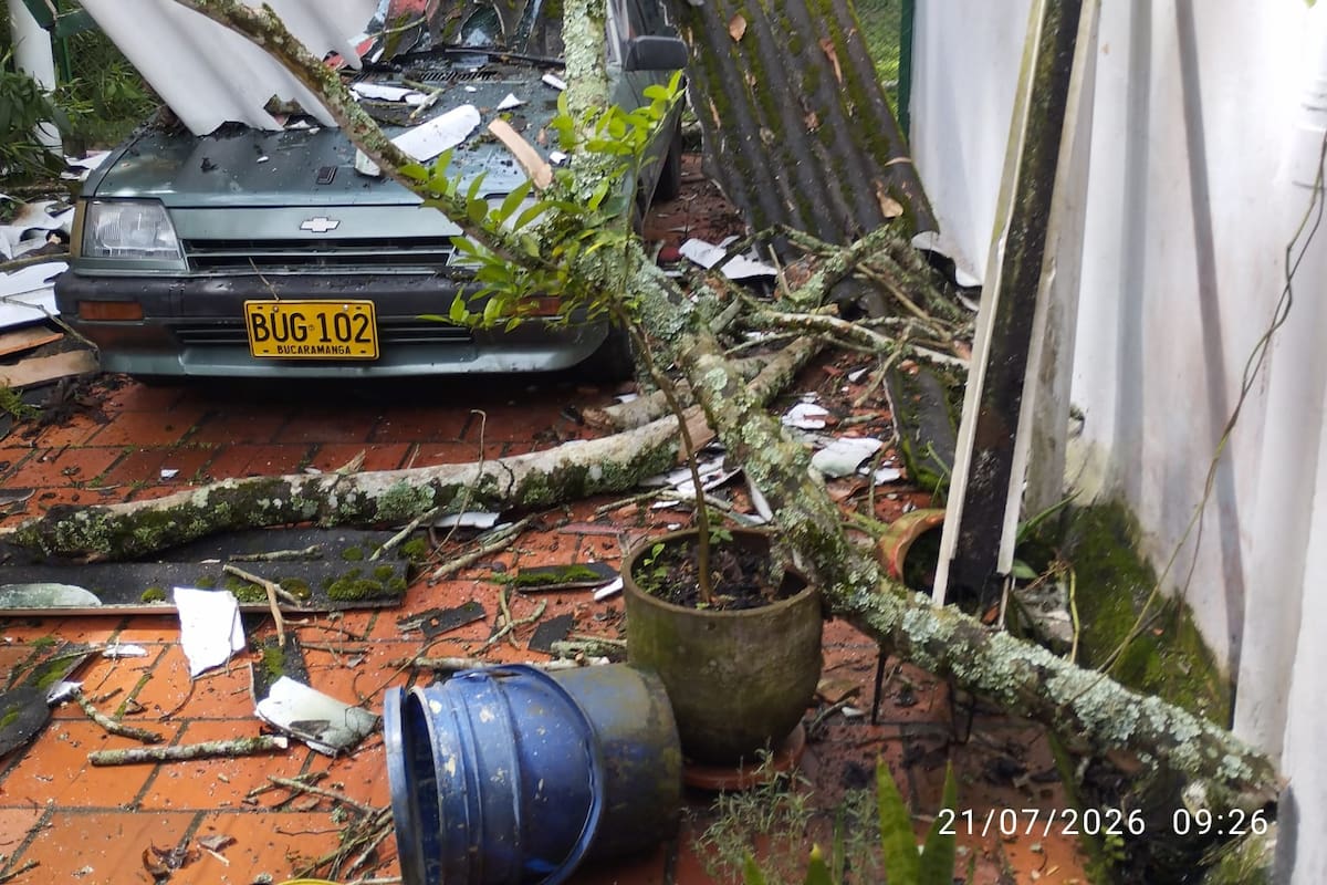 Caída de bambúes reaviva alerta en El Jardín. (Foto suministrada / VANGUARDIA)