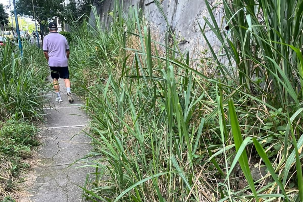 Denuncian deterioro del paso peatonal por crecimiento de maleza en la Calle 56. (Foto suministrada / VANGUARDIA)