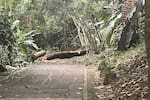 Caída de ramas en Parque La Flora enciende alarmas por falta de mantenimiento