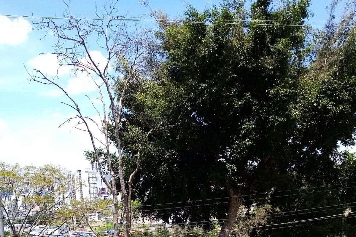 Este es uno de los árboles, del Bosque Encantando, que amaga con venirse al piso y causar una tragedia. (Foto suministrada por Orlando Díaz / VANGUARDIA)