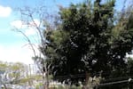 Defensor de la comunidad: Advierten peligro en árboles del Bosque Encantando