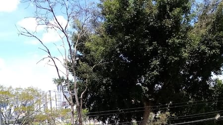 Defensor de la comunidad: Advierten peligro en árboles del Bosque Encantando