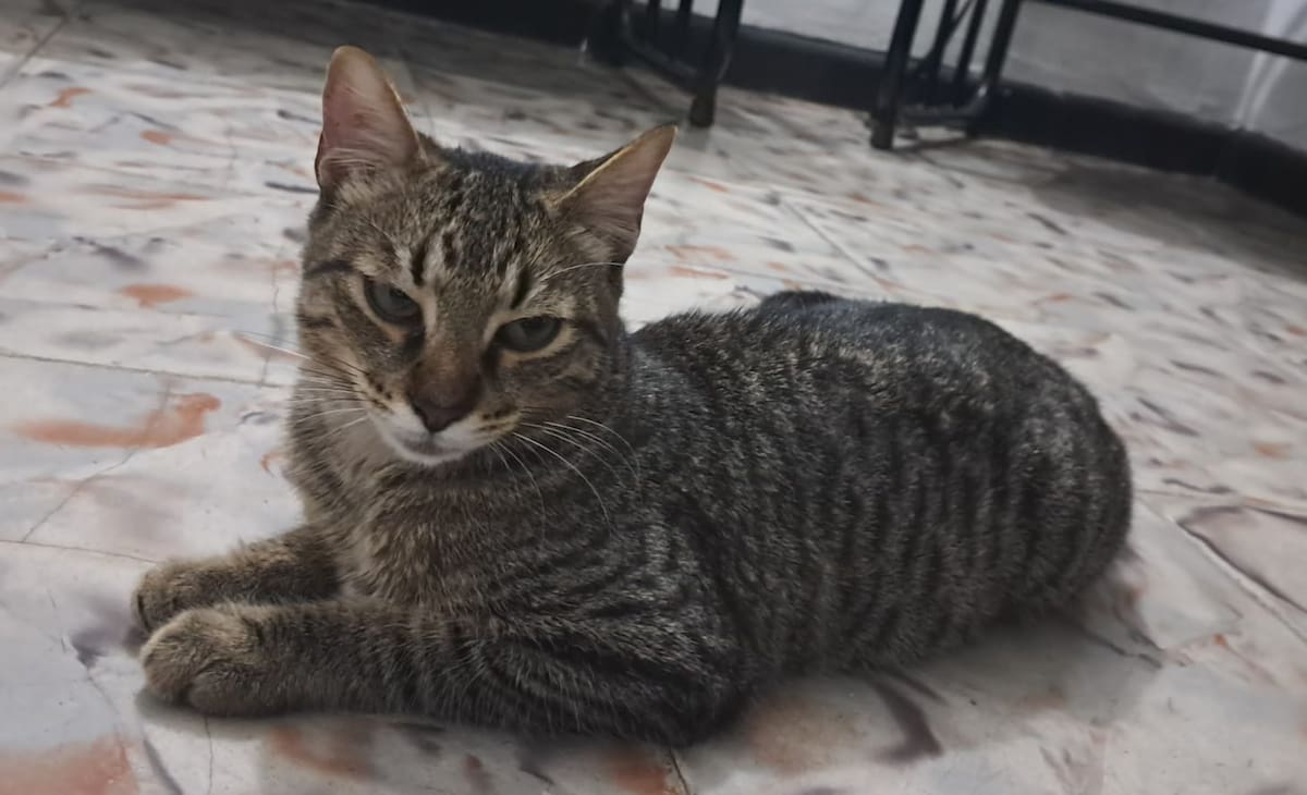 Gato extraviado.