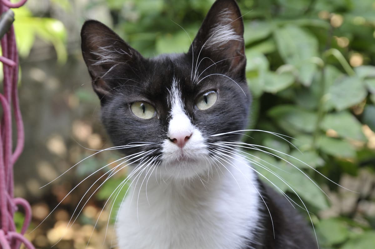 ‘Negro’, que dicho sea de paso también luce algunas manchas blancas entre su pelaje, es la prueba de que el abandono no siempre logra apagar la voluntad de vivir. Un día fue dejado atrás por la persona que debía cuidarlo, pero encontró la fuerza para permanecer en el mismo lugar donde su historia parecía haber terminado.