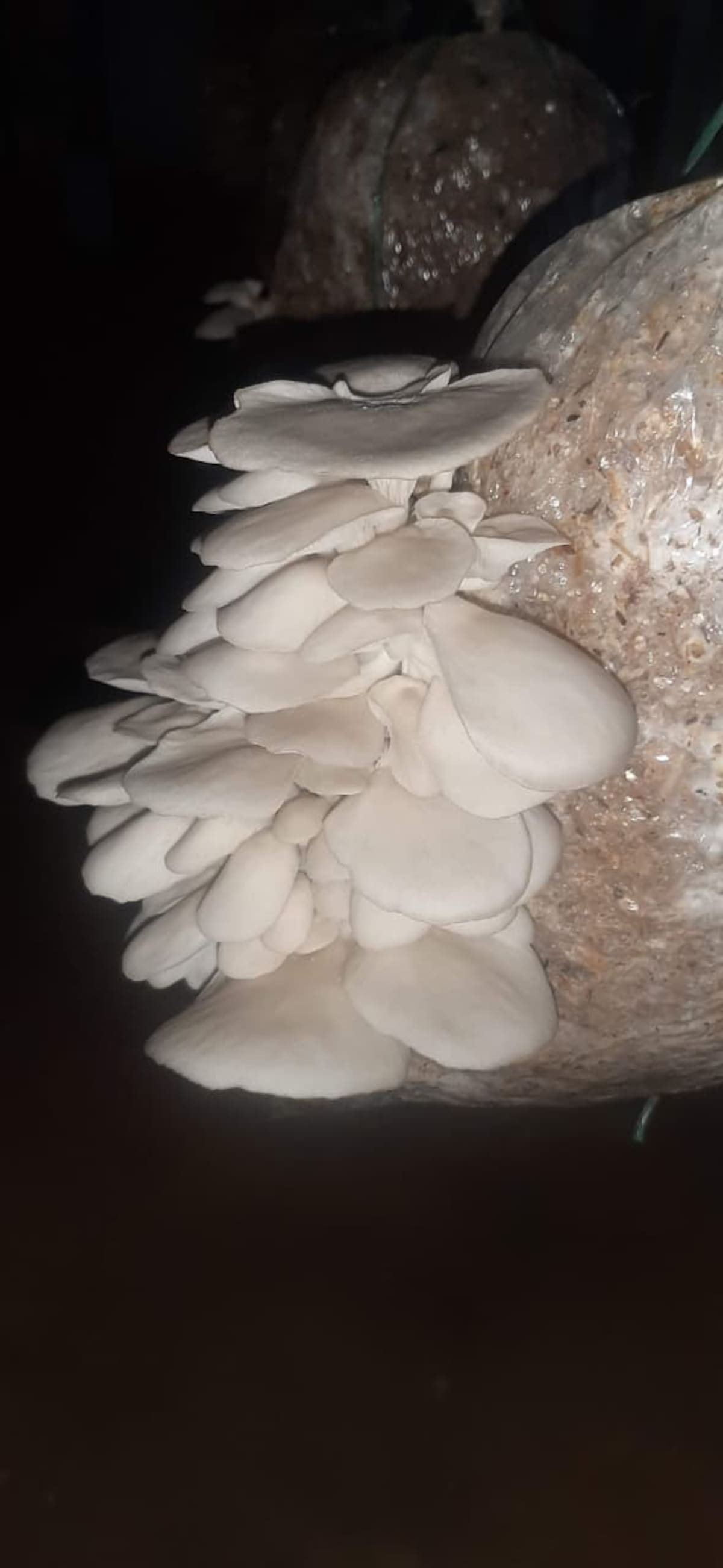 Las orellanas son hongos comestibles, también conocidos como hongo ostra, que se caracterizan por su alto valor nutricional.