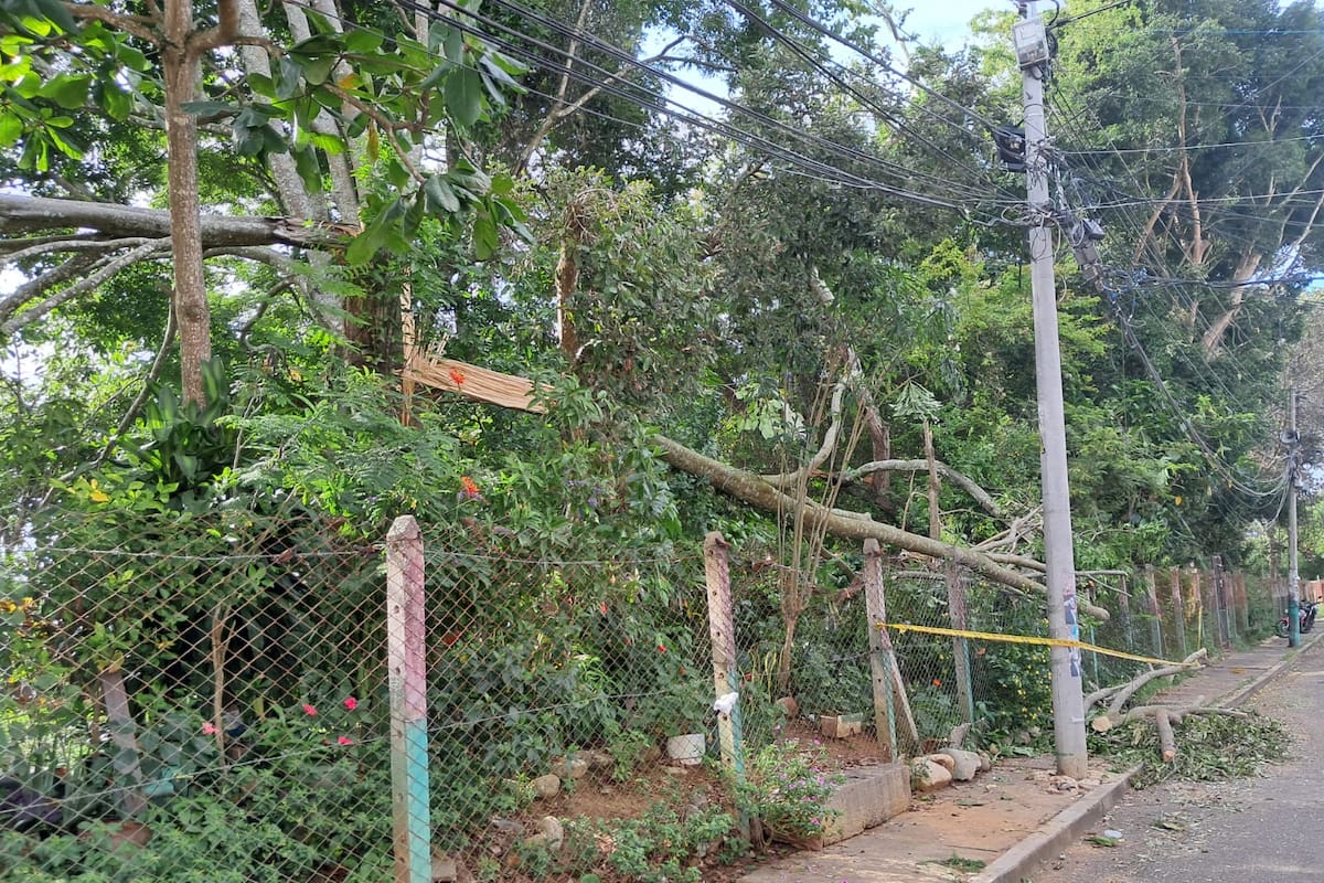 Poste al límite: comunidad alerta por árbol que podría provocar una tragedia. (Foto suministrada / VANGUARDIA)