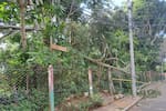 Entre cables y peligro: la caída de un árbol que preocupa a la comunidad
