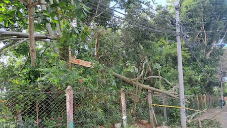 Entre cables y peligro: la caída de un árbol que preocupa a la comunidad