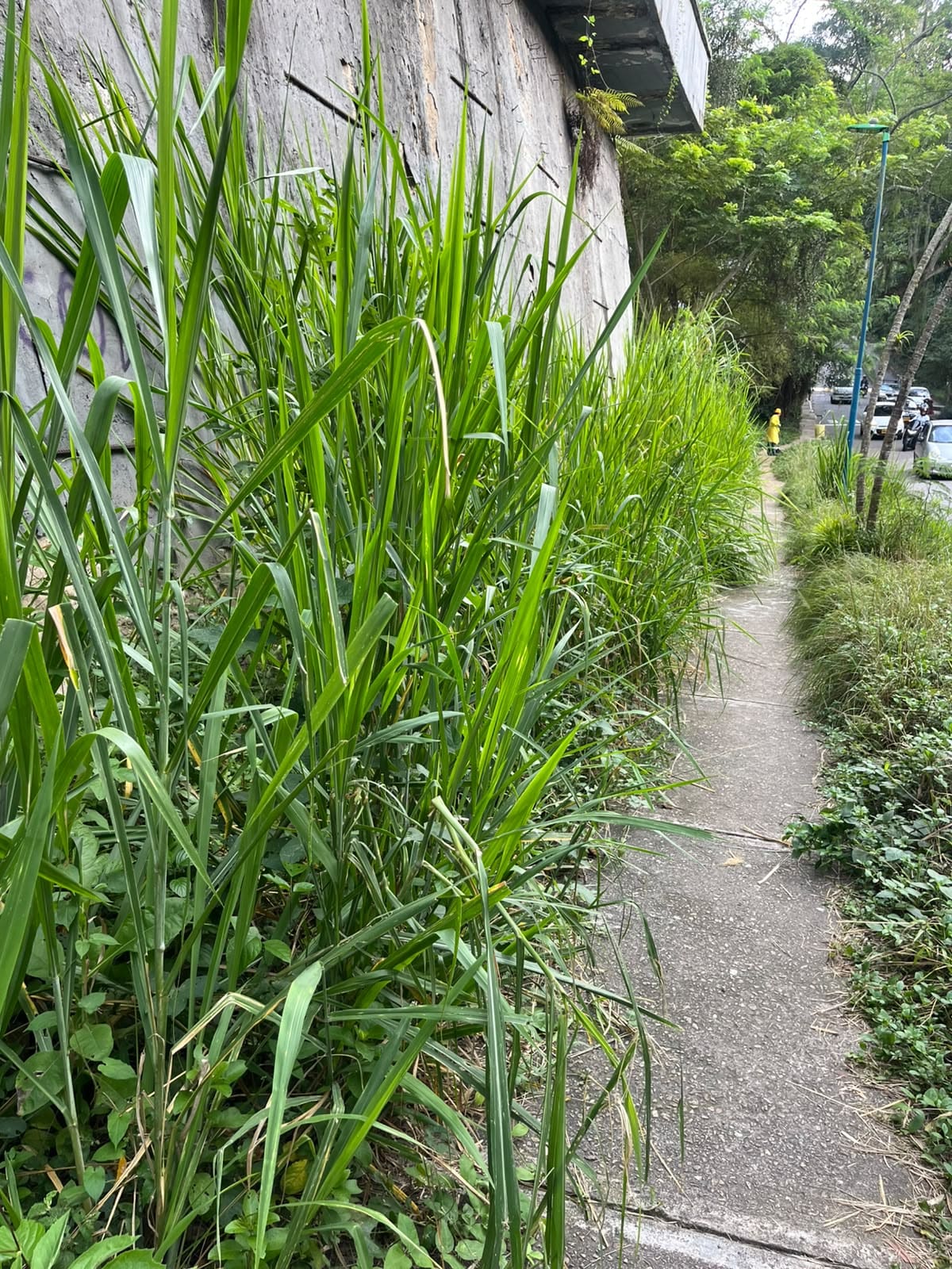 Peatones, en riesgo por maleza que invade corredor de la Calle 56. (Foto suministrada / VANGUARDIA)