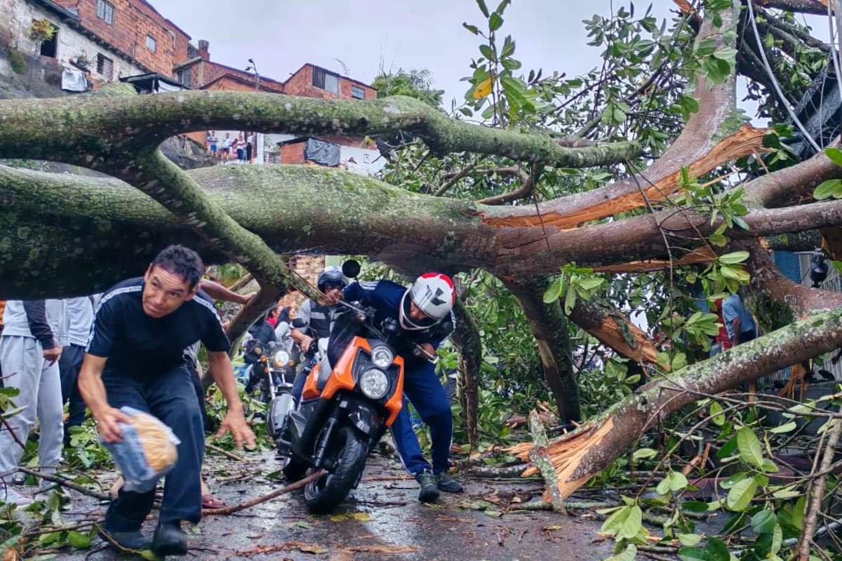 Hace poco, otro árbol destruyó una casa en la vía que comunica a Morrorrico. (Foto: Marco Valencia / VANGUARDIA)