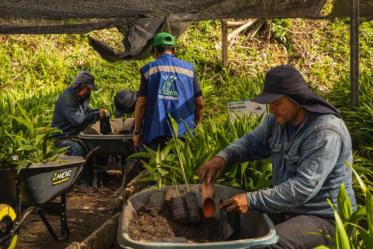 La producción de material vegetal y de plántulas forestales constituye una de las principales labores del Vivero Nazareth. (Foto: Byron Pérez / VANGUARDIA)