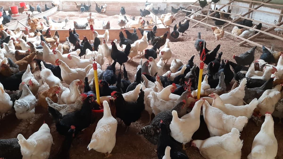 Don Setas, en el marco del proyecto rural aprobado por el Fondo Emprender del Sena, también incluye los huevos criollos y las gallinas de campo, que se caracterizan por su alto valor nutricional, una yema de color intenso y una crianza natural sin químicos.