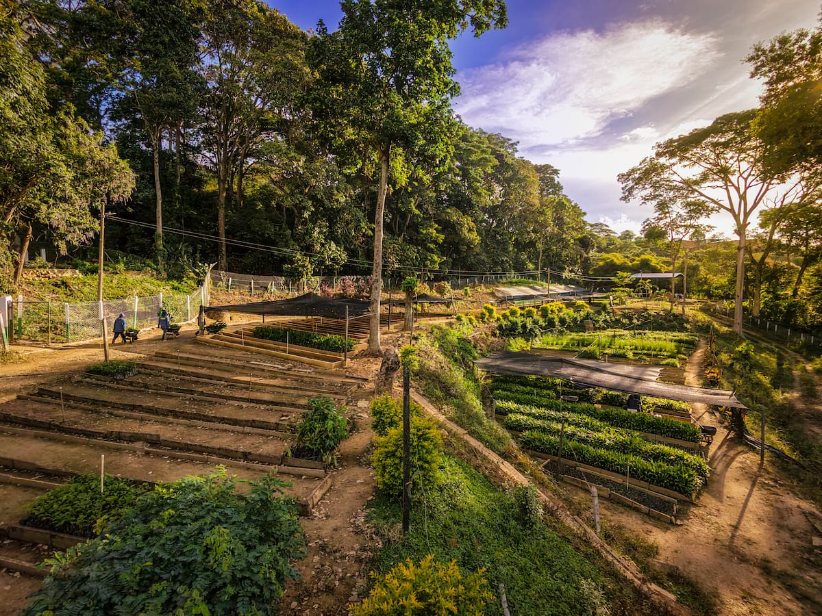 Vivero Nazareth: raíces que protegen, árboles que transforman. (Foto: Byron Pérez / VANGUARDIA)