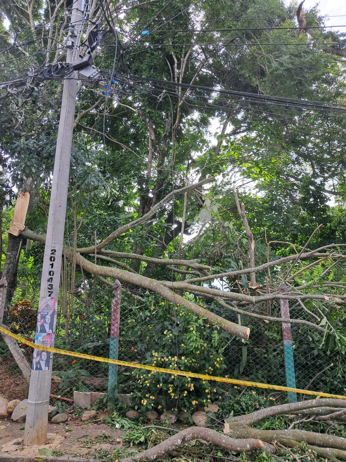 El árbol cayó Y el riesgo quedó: vecinos piden atención urgente. (Foto suministrada / VANGUARDIA)