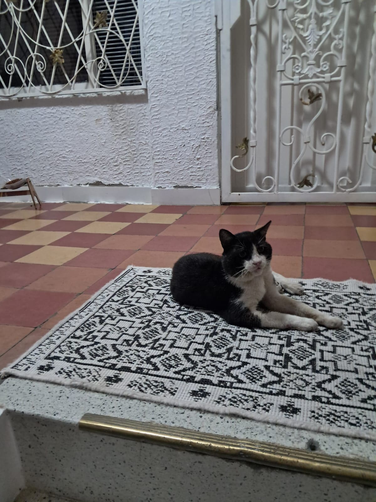 'Negro', en un momento de descanso en la casa de Isabel Vera, quien se ha convertido en una benefactora de esta mascota.
