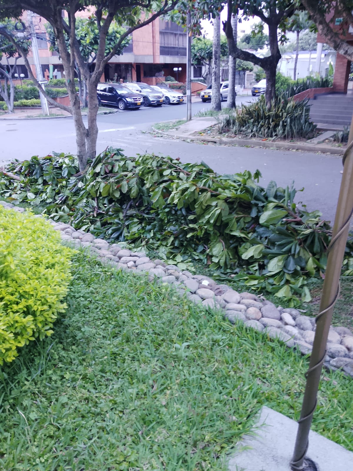 Queja ciudadana por ramas abandonadas frente al edificio Cony, en el barrio Bolarquí. (Foto suministrada / VANGUARDIA)