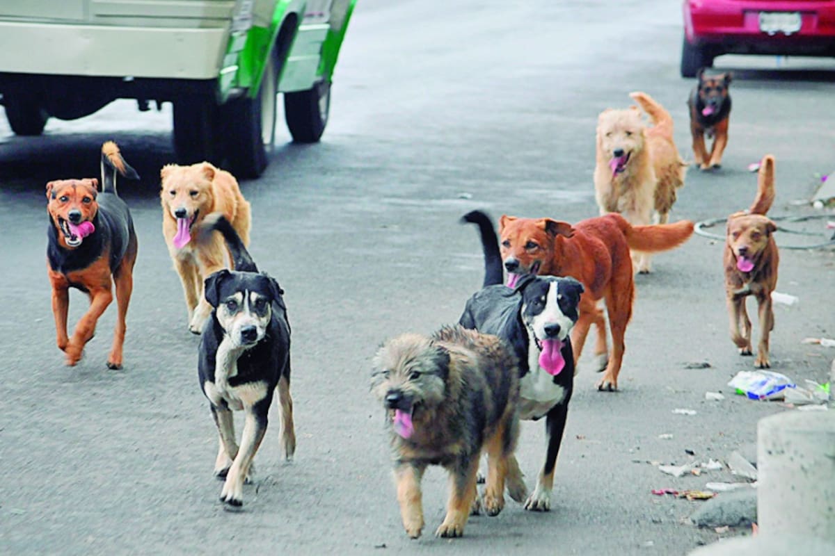 Un S.O.S. por nuestras mascotas de la calle.