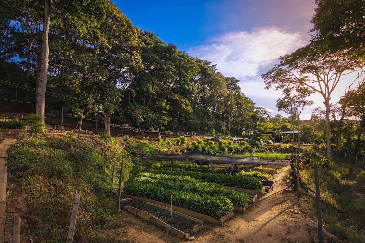 Vivero Nazareth: El lugar donde Bucaramanga cultiva su futuro verde. (Foto: Byron Pérez / VANGUARDIA)