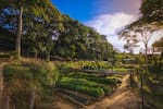 Vivero Nazareth: donde la tierra herida volvió a florecer