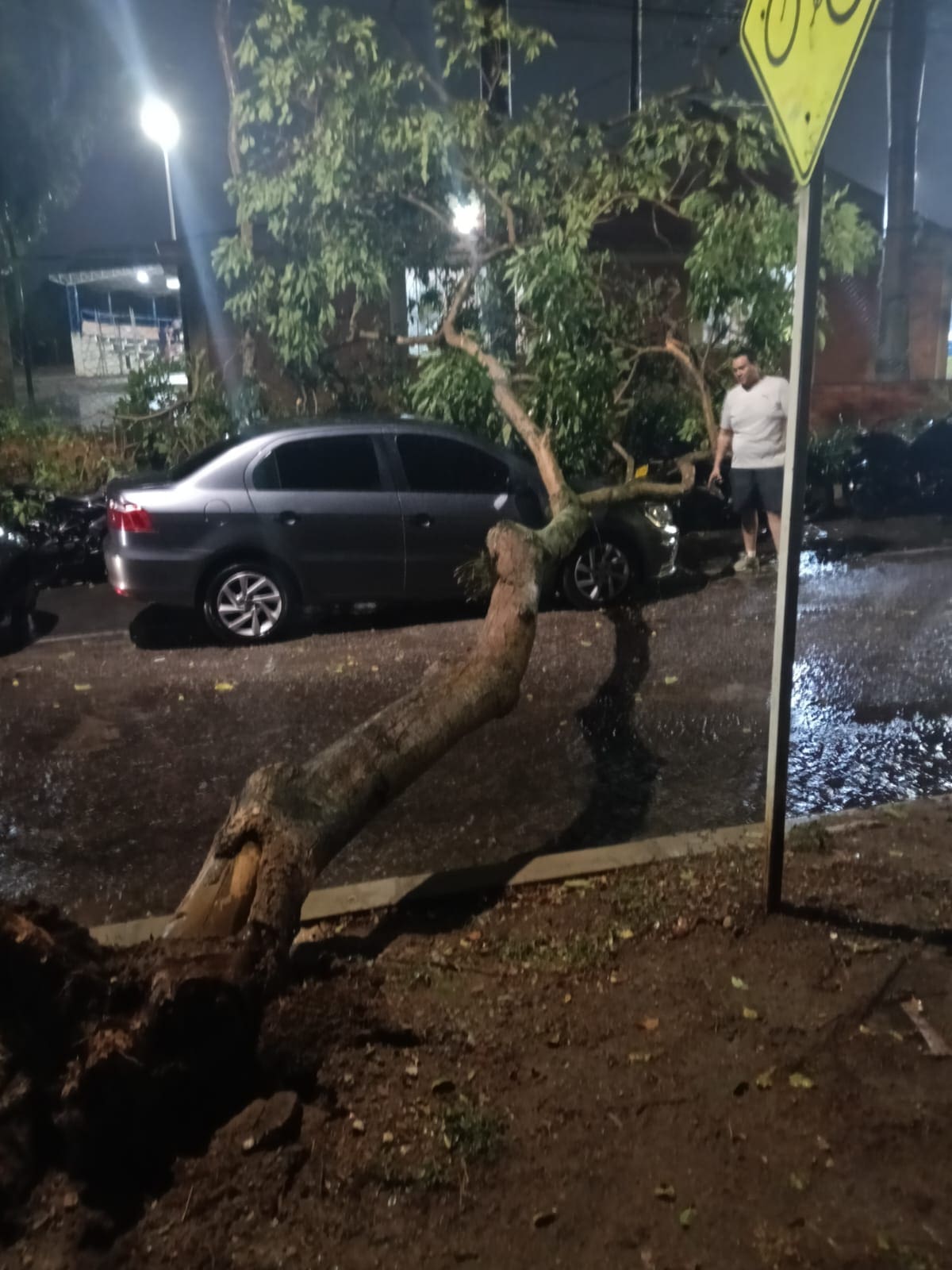 Un total de 35 emergencias fueron reportadas en Bucaramanga a raíz del colapso de árboles, en diferentes zonas. (Foto: suministrada / VANGUARDIA)
