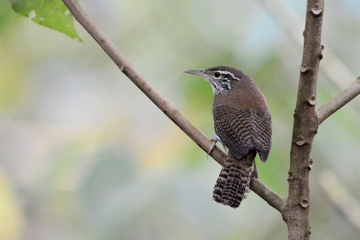 Cucarachero del Chicamocha (Thryophilus nicefori) en las afueras de Bucaramanga. | Fernando Cediel (@nacumero) / VANGUARDIA