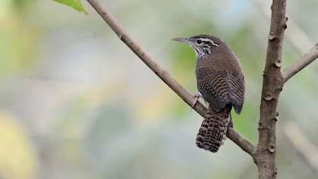 Bucaramanga, desde las aves que la habitan