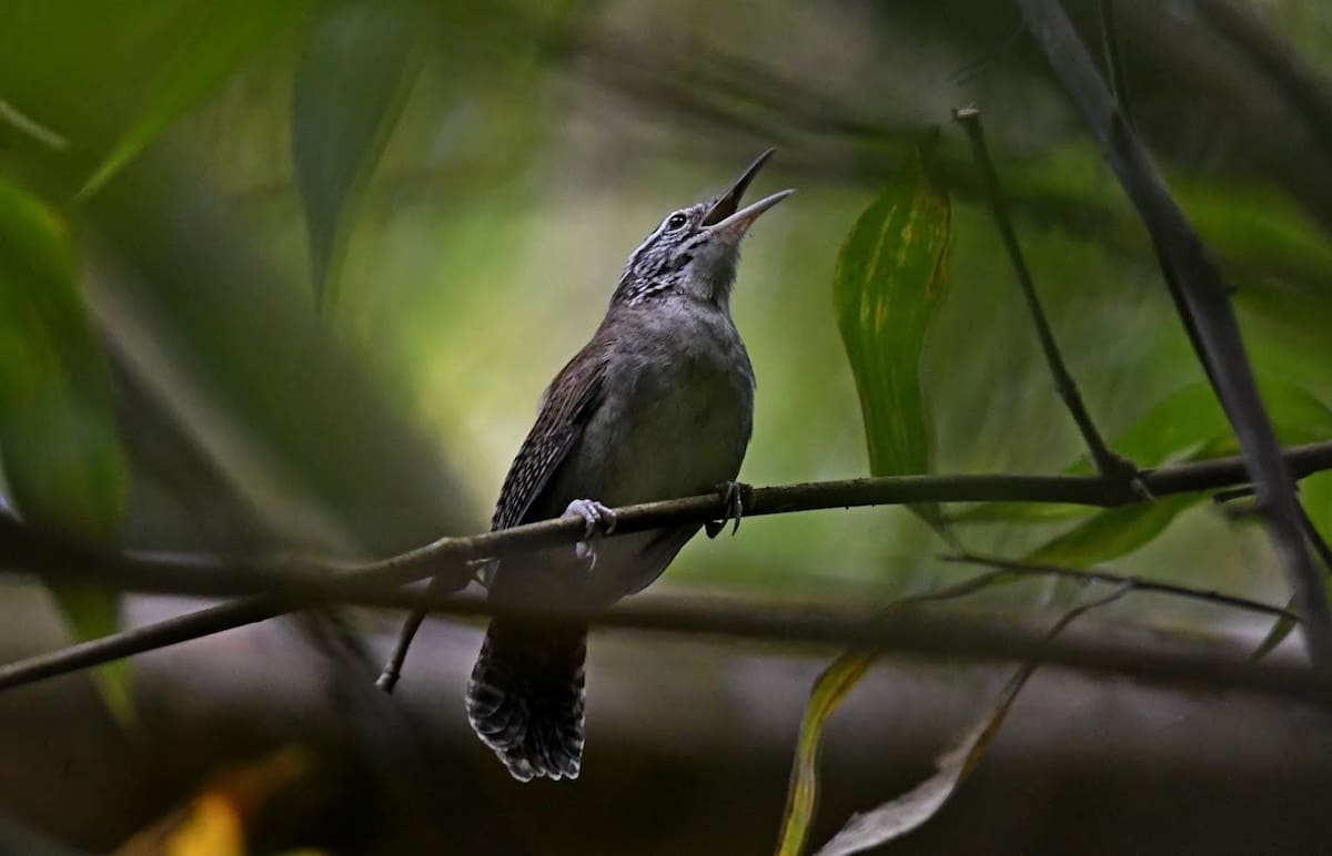 Cucarachero del Chicamocha (Thryophilus nicefori). | Fernando Cediel (@nacumero) / VANGUARDIA