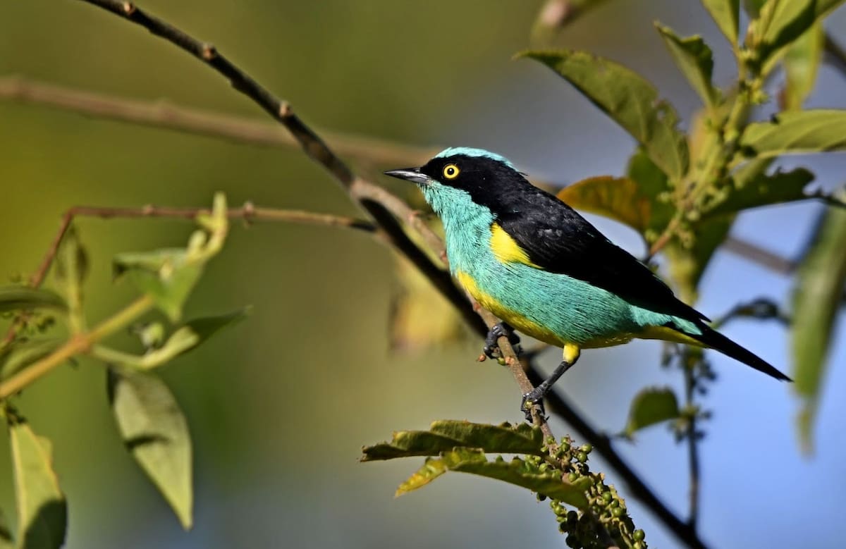 Dacnis lineata “Mielero carinegro”, es una de las especies que se puede observar en Bucaramanga. | Fernando Cediel (@nacumero) / VANGUARDIA