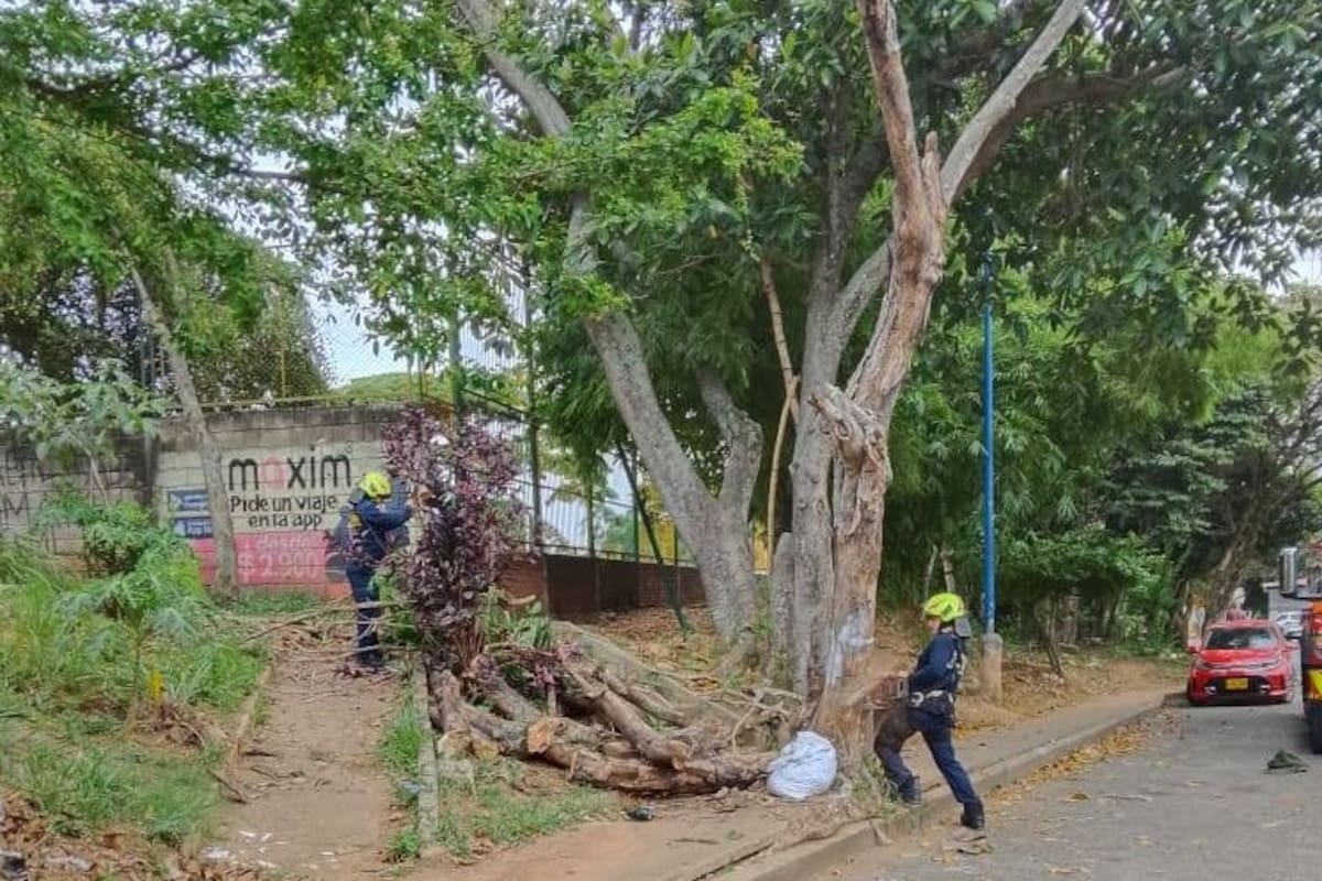 Olga Delgado, Edil de la Comuna 17 de Bucaramanga, además de gestionar estas intervenciones también supervisó de cerca las tareas de poda que se llevaron a cabo. (Imágenes: suministradas / VANGUARDIA)