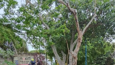 Bucaramanga: la Comuna 17 interviene ramas y previene emergencias